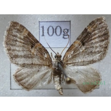 Pterapherapteryx sexalata (Retzius, 1783) Płatynka wierzbówka Slovakia100g